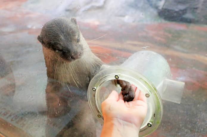 カワウソ