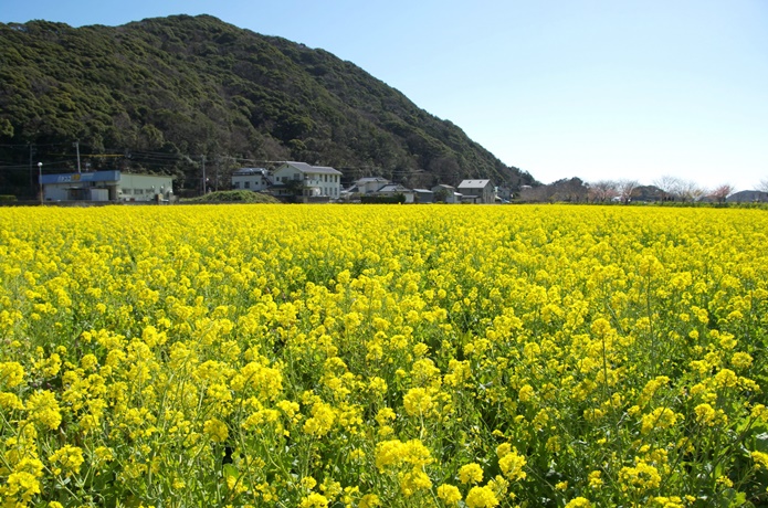 南伊豆　菜の花
