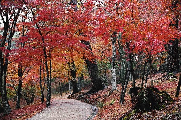 伊豆の修善寺ともみじ林