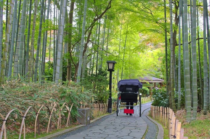 修善寺　竹林