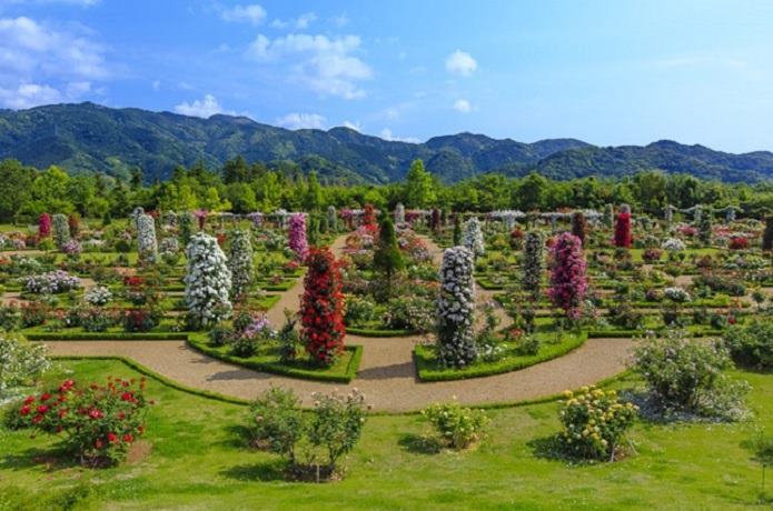 河津バガテル公園　ローズガーデン
