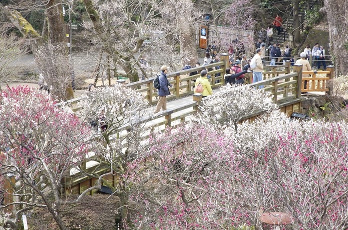 熱海梅園にかかる橋