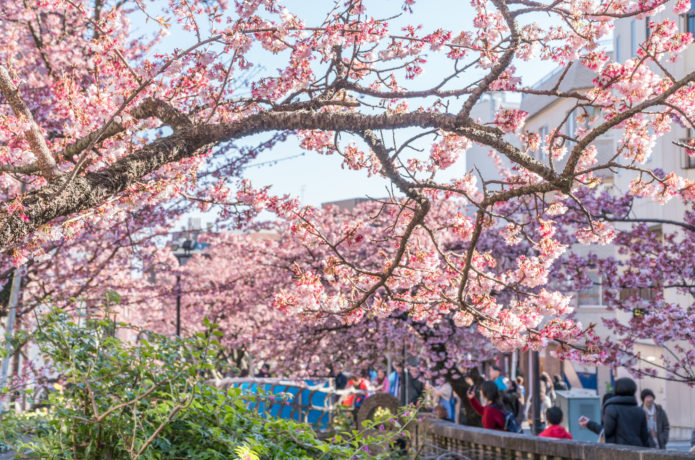 あたみ糸川桜祭り