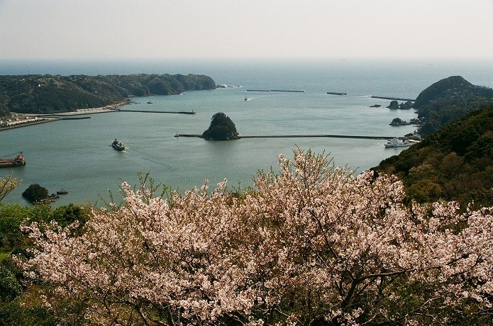 寢姿山自然公園の桜