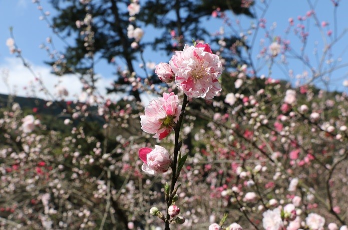 熱海梅園に咲く梅の花