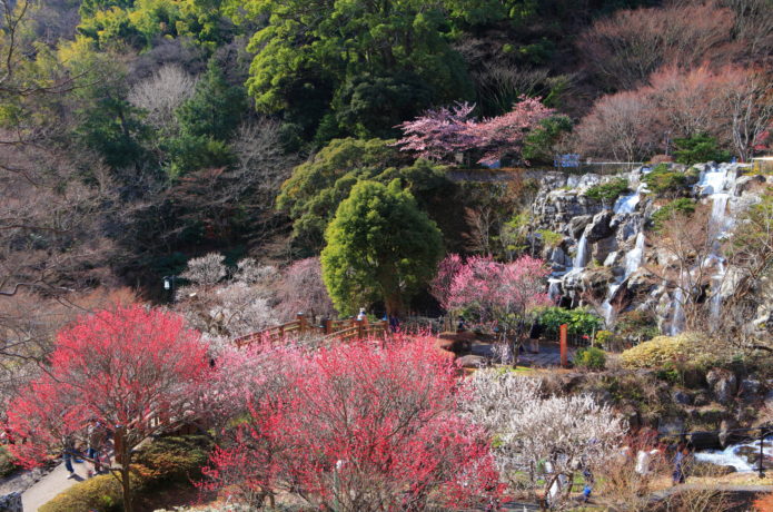 熱海梅園の全景