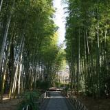 修善寺　竹林の小怪