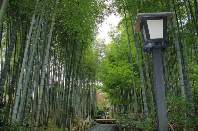 修善寺温泉　竹林