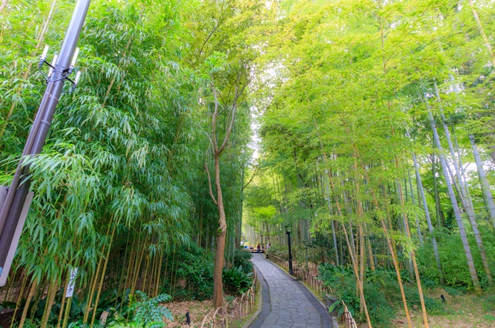 修善寺　竹林の小径