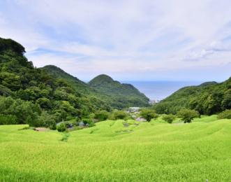 石部の棚田