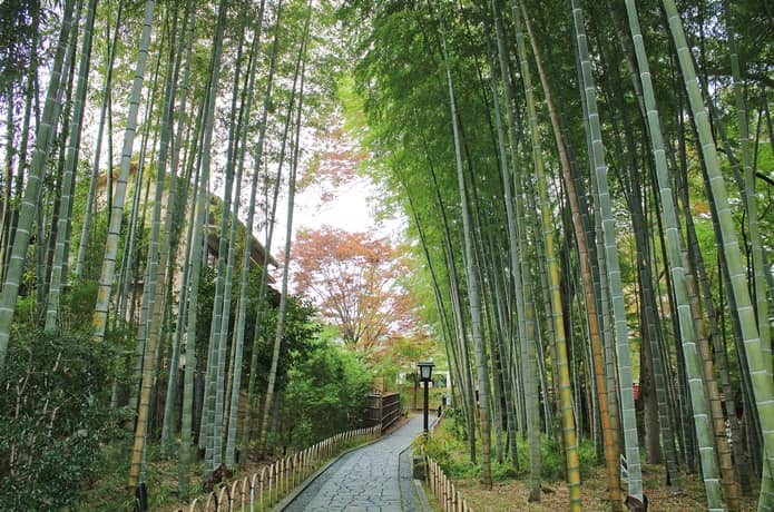 修善寺温泉　竹林の小径