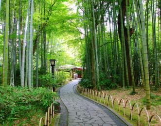 竹林