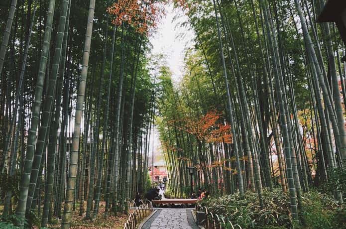 竹林の道