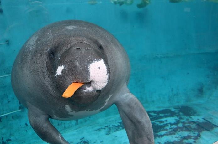 マナティー正面