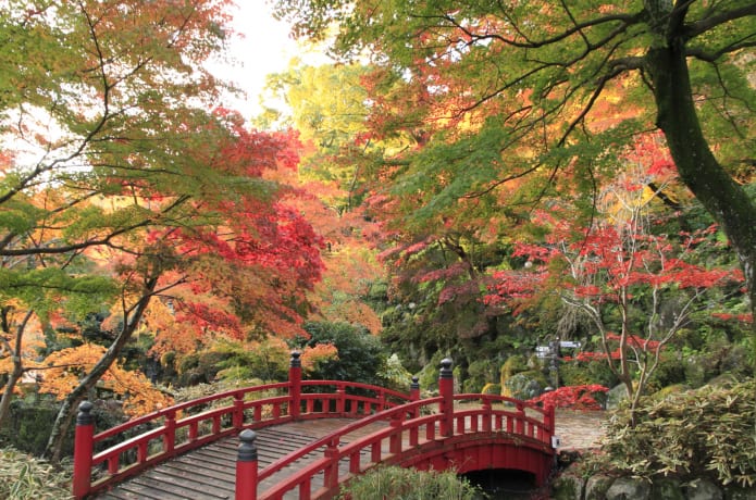 熱海梅園の紅葉の画像