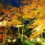 熱海梅園の紅葉の画像