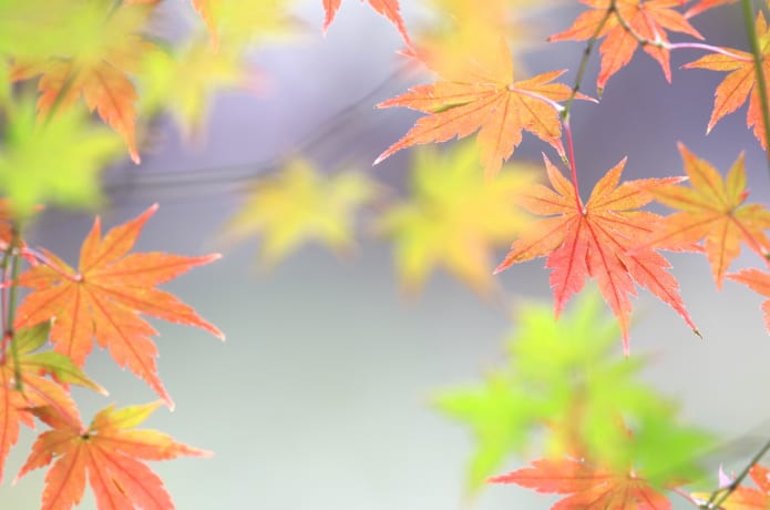 紅葉の始まりの画像