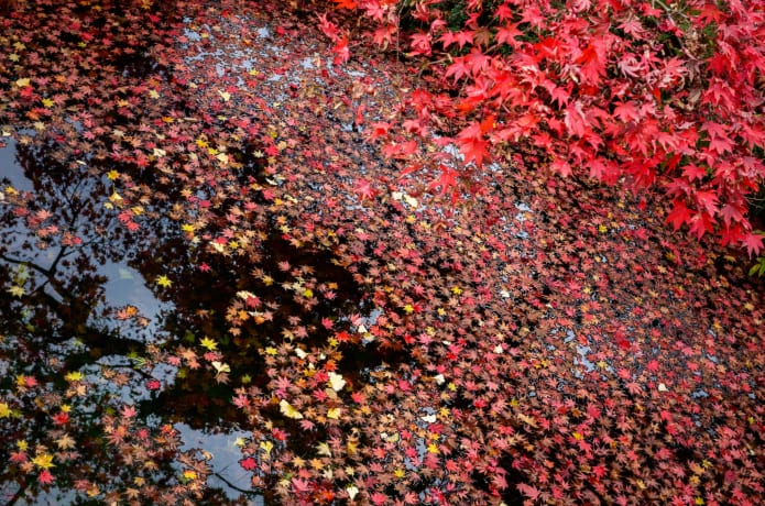 紅葉の見納めの画像