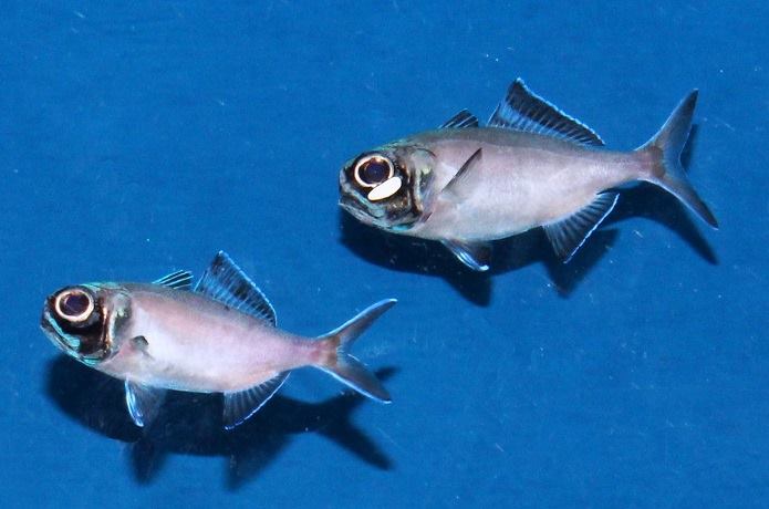 ヒカリキンメダイ2