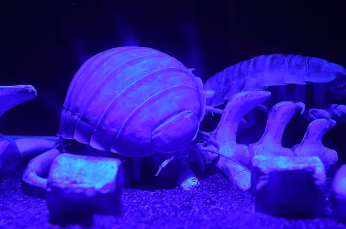 沼津深海水族館の深海生物