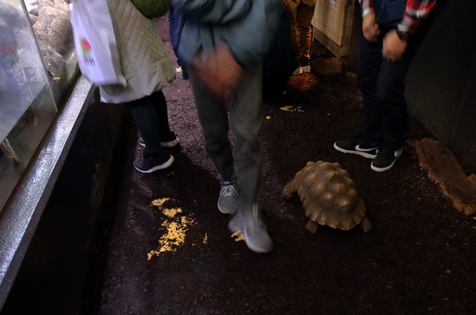園内を歩くリクガメ