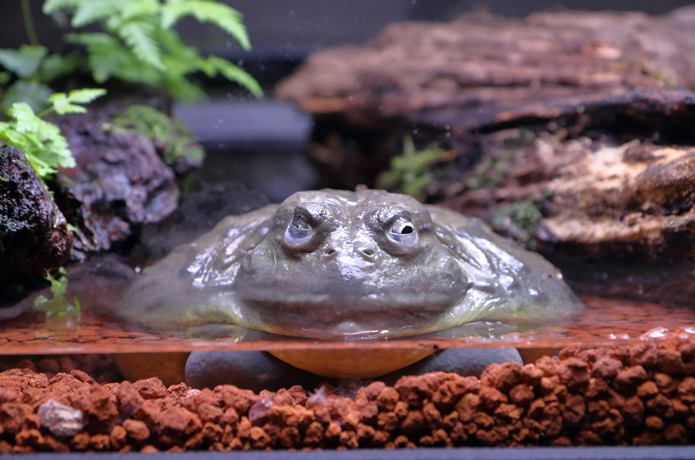 でっかいカエル