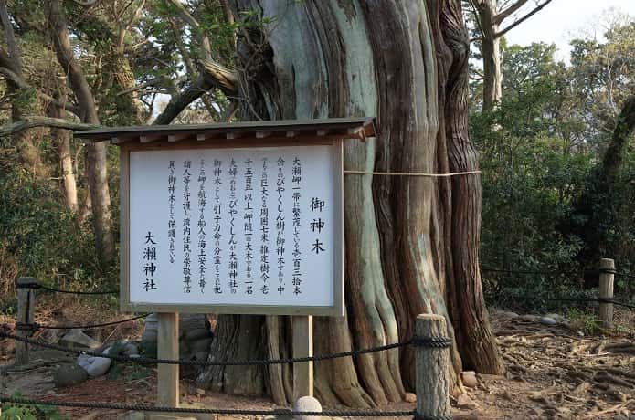 ビャクシン樹林と看板