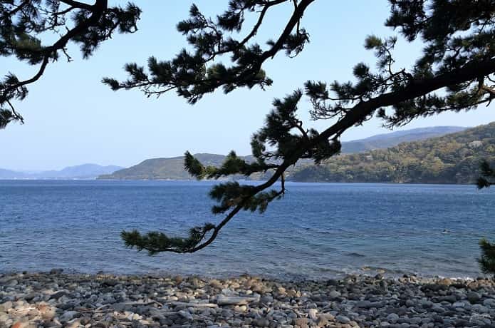ビャクシン樹林と駿河湾
