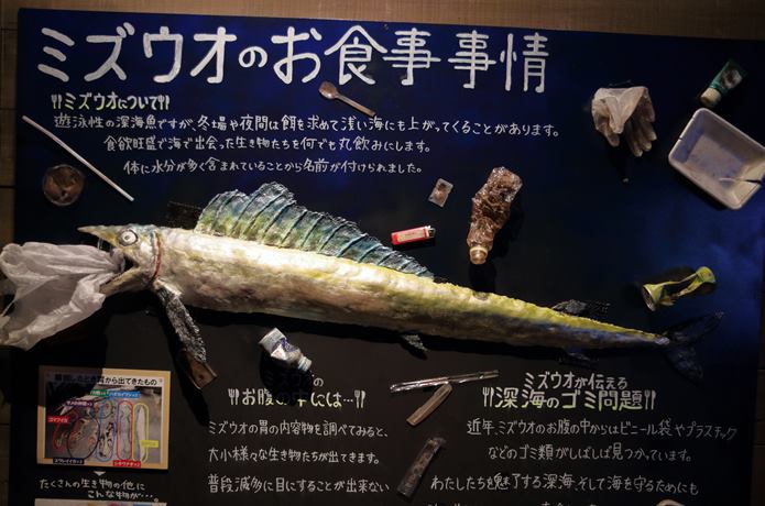ミズウオに関する説明