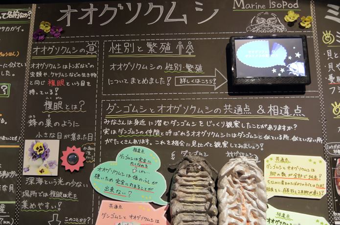 オオグソクムシ