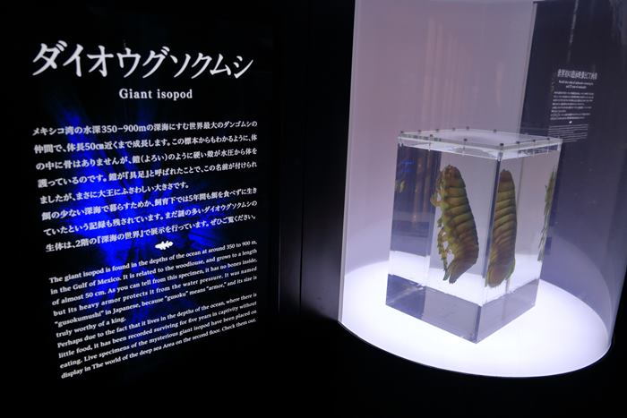 ダイオウグソクムシの骨格標本