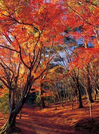 修善寺　自然公園もみじ林