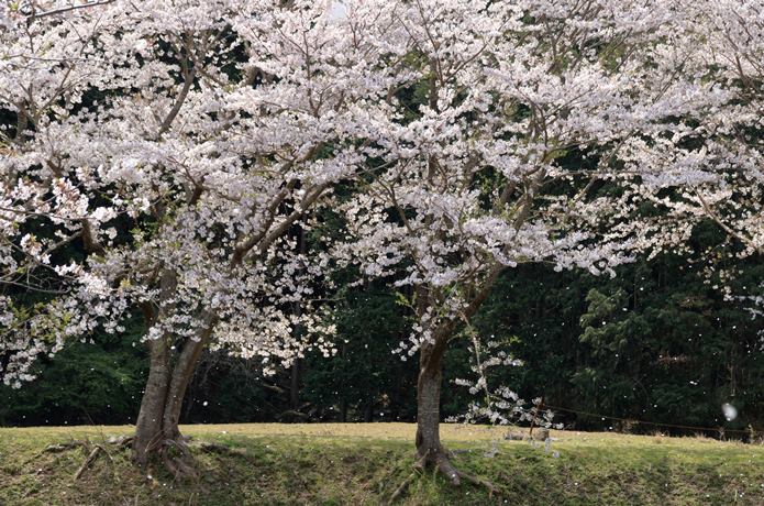 那賀川沿いの桜並木