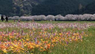 那賀川沿いの桜並木と花畑