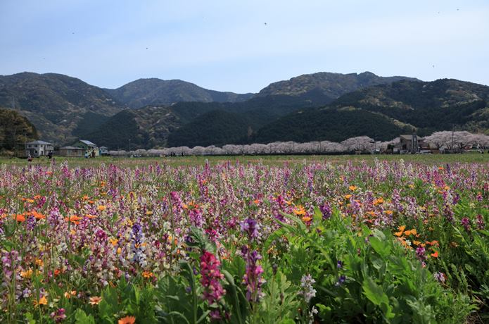 松崎町　菜の花と桜並木