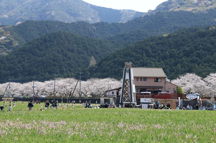 田んぼを使用した御花畑