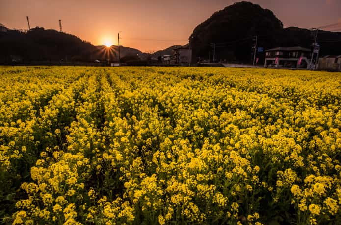 南伊豆町　菜の花