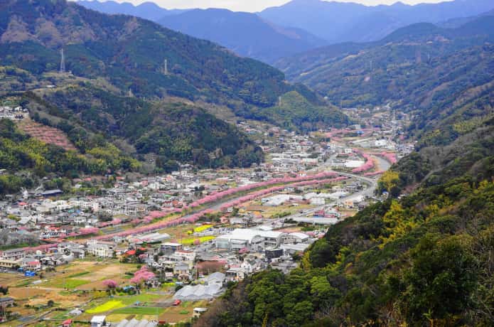 河津町　桜