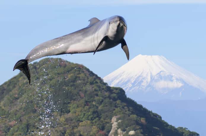 伊豆・三津シーパラダイス