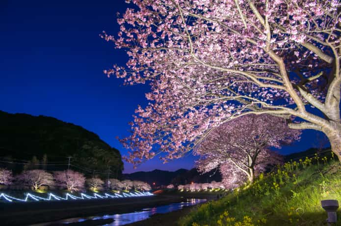 南伊豆町　桜