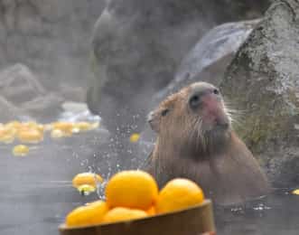 カピバラ露天風呂