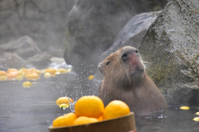 カピバラ露天風呂