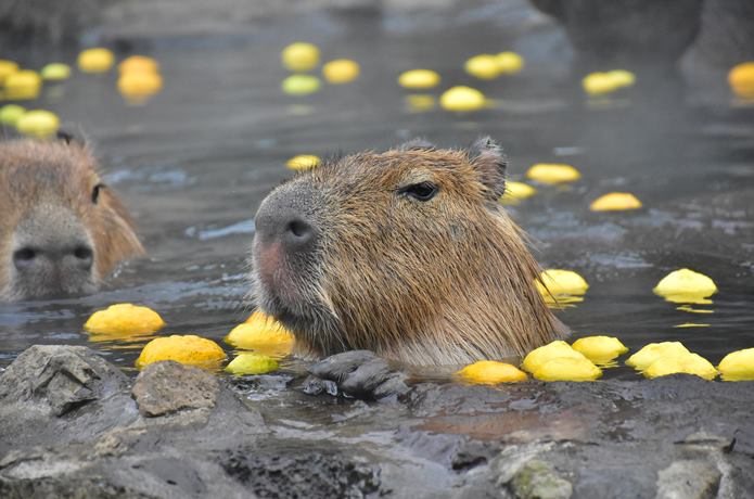 伊豆シャボテン公園　カピバラ