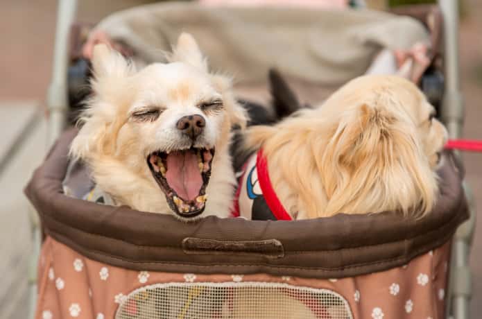 犬　カート　イメージ