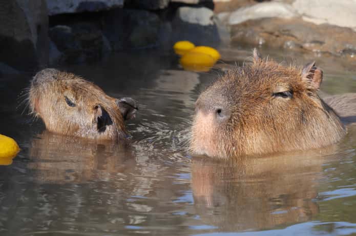 伊豆シャボテン公園　風呂に漬かるカピバラ