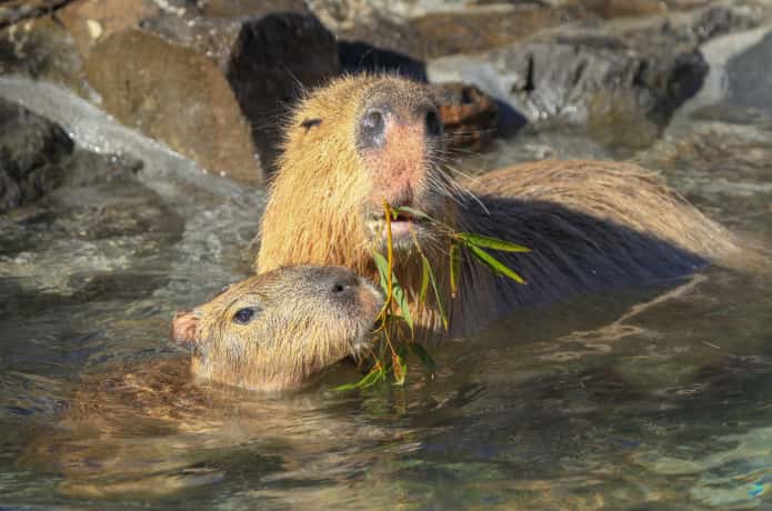 温泉に浸かりながら笹の葉を食べるカピバラ