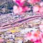 河津城址からみた桜並木