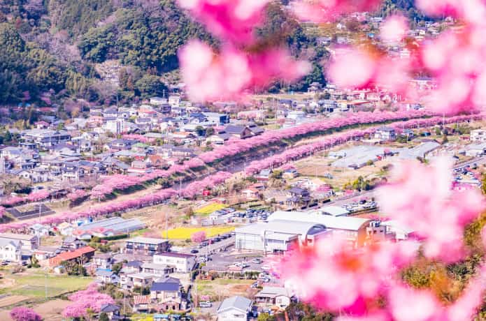 河津城址からみた桜並木