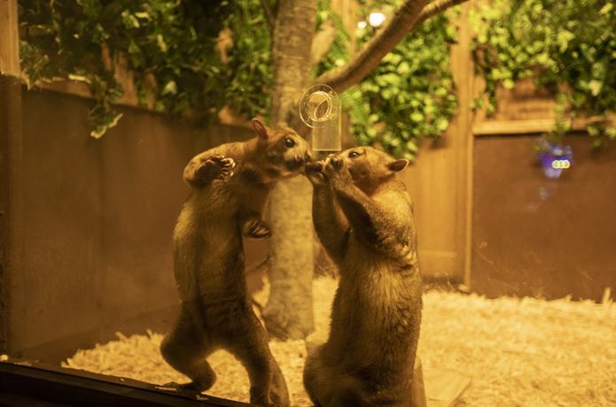伊豆高原グランイルミ　イルミdeZoo