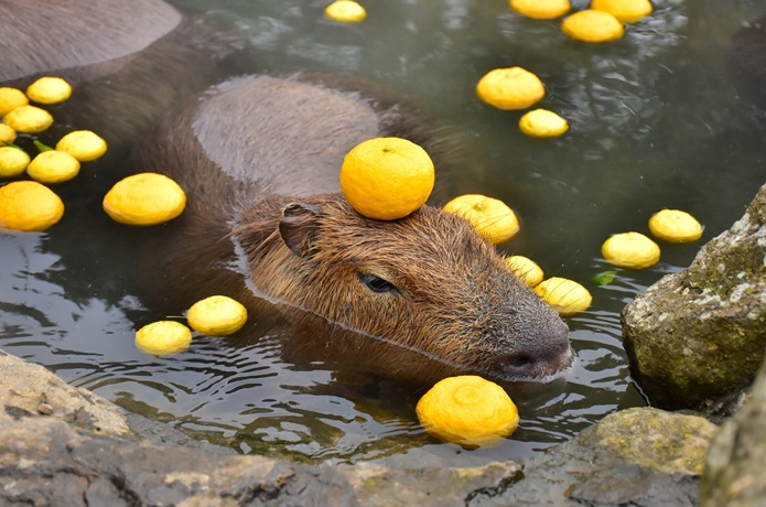 カピバラと柚子湯